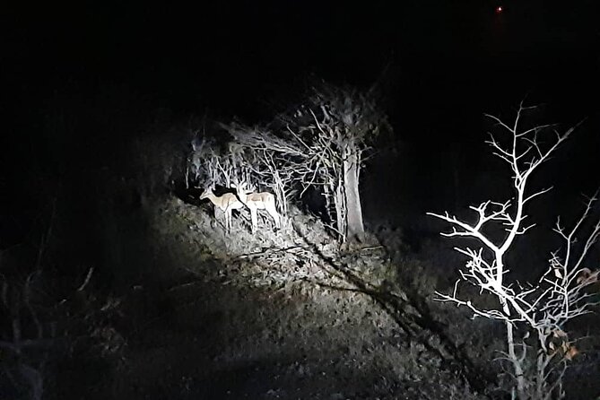 2 Hour Stargazing Tour in Victoria Falls NP Area in 4x4 - The second hour around Zambezi National Park