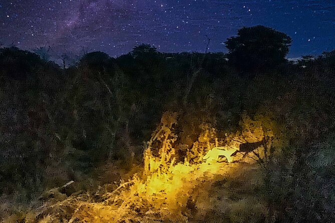 2 Hour Stargazing Tour in Victoria Falls NP Area in 4x4 - Wildlife at night: exciting, but not guaranteed