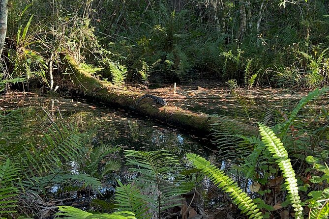 Dark Sky's in the Florida Everglades - Key points to know before booking