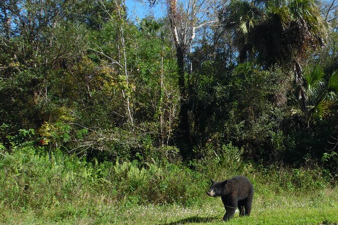 Dark Sky's in the Florida Everglades - Why this Everglades night tour is different