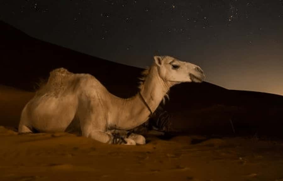 Doha: Night Desert Safari with Stargazing & Camel Ride - Key points to know before booking