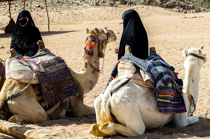Double Buggy with Dinner, Camel Ride & Stargazing Sharm AlSheikh - Meeting the pickup at the main road