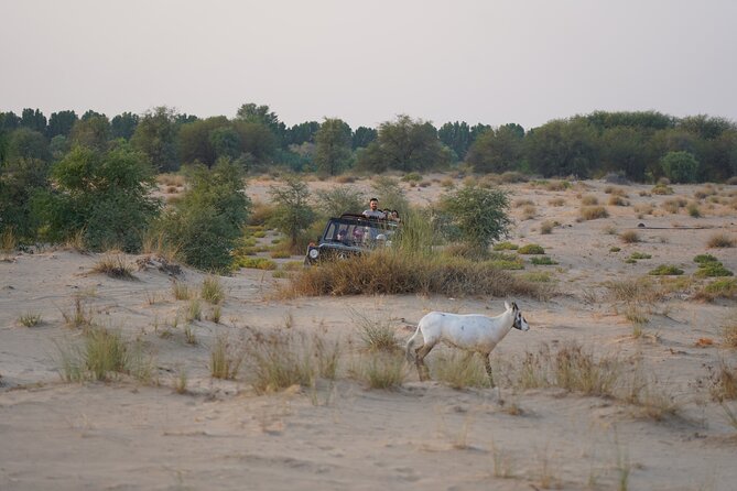 Dubai: Al Marmoom Oasis Vintage Safari: Camels, Stargazing & Meal - Who will enjoy this Al Marmoom safari?