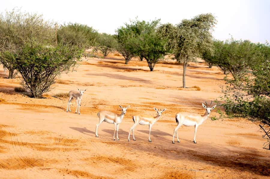 Dubai: Overnight Safari with Luxury Dome Stay & Stargazing - Sunrise and Bedouin breakfast complete the stay