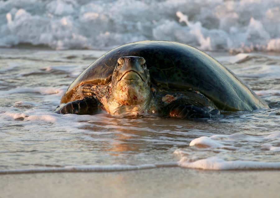 Exmouth: Summer Sunset Turtle Watching and Stargazing Tour - Why this Exmouth night tour is different
