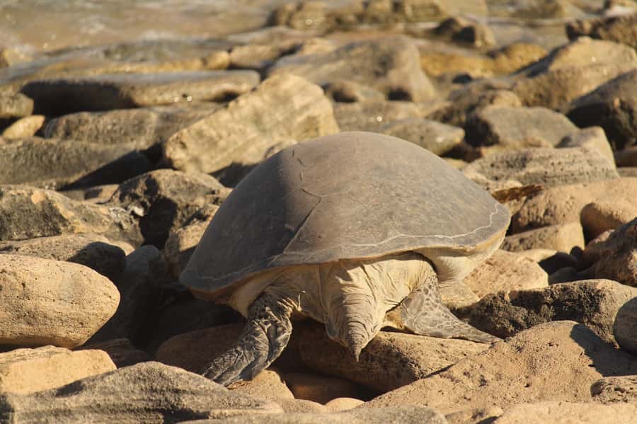 Exmouth: Summer Sunset Turtle Watching and Stargazing Tour - Stargazing under Ningaloo’s dark skies