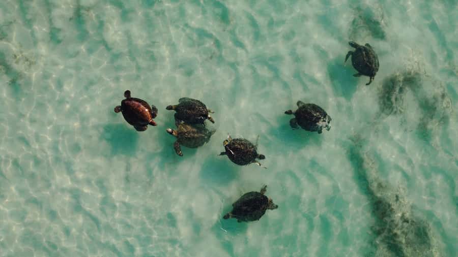 Exmouth: Summer Sunset Turtle Watching and Stargazing Tour - What the small group changes