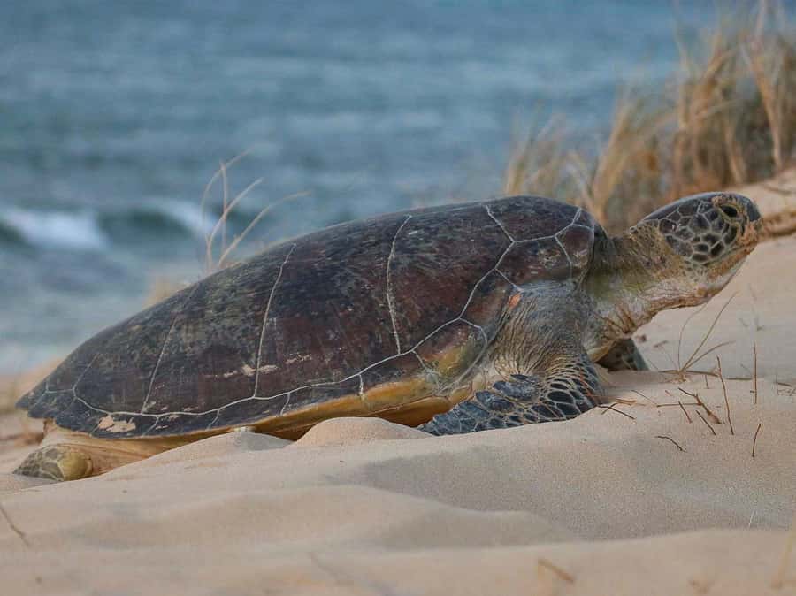 Exmouth: Summer Sunset Turtle Watching and Stargazing Tour - Who gets the best value from this tour?