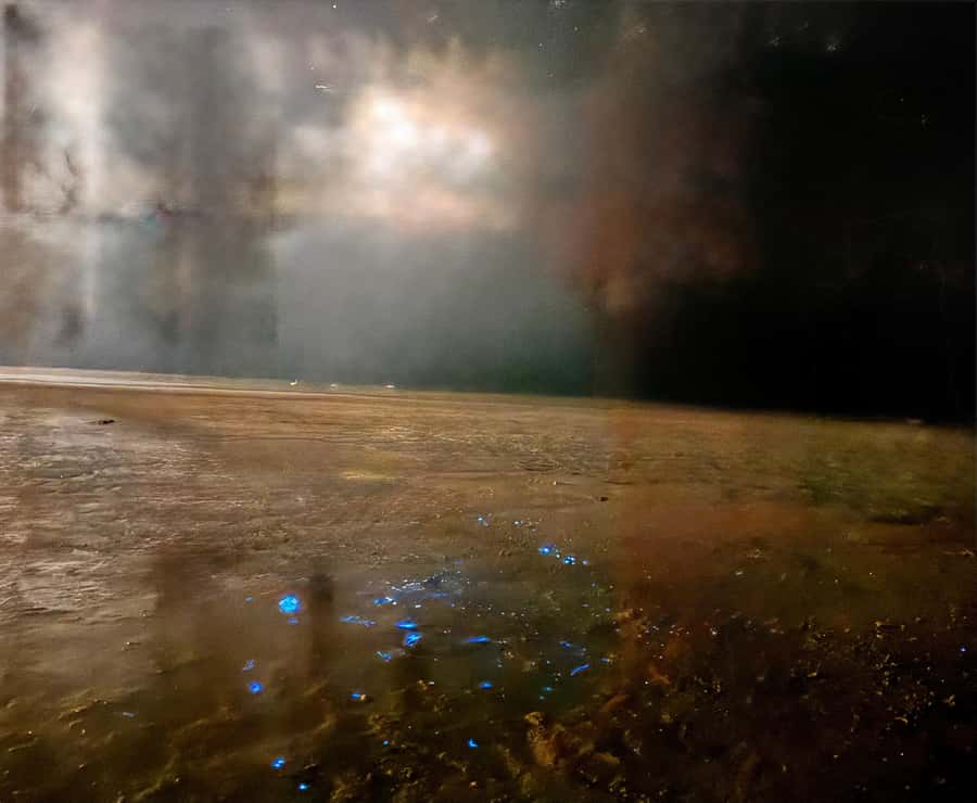 Holbox: Bioluminescence by Kayak and Stargazing. - What the guide adds to the evening