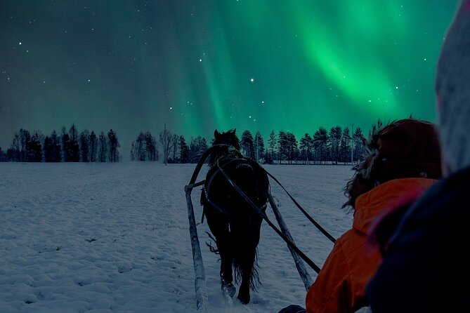 Horse Sleigh Ride Under The Night Sky in Apukka Resort, Rovaniemi - Who will enjoy this experience most?