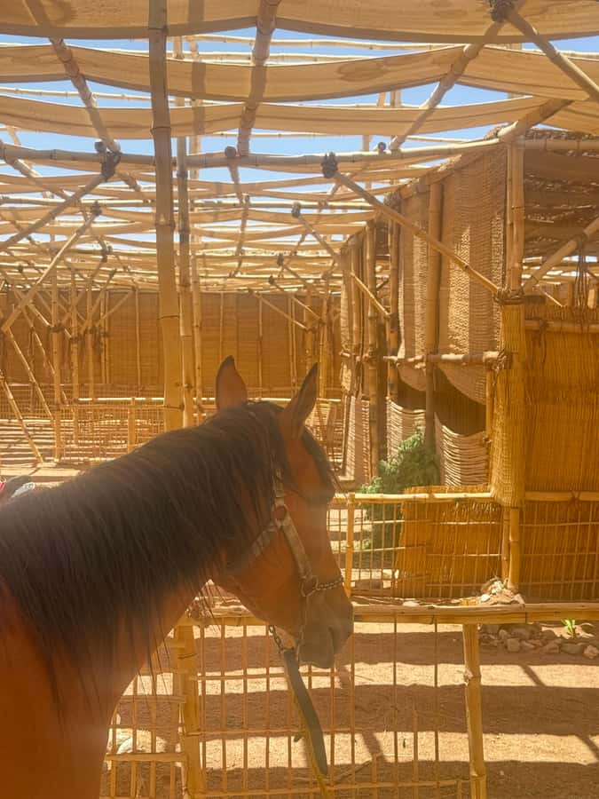 Hurghada: BADU Camp Camel Ride, Dinner, & Stargazing - From Hurghada to a Desert Sunset