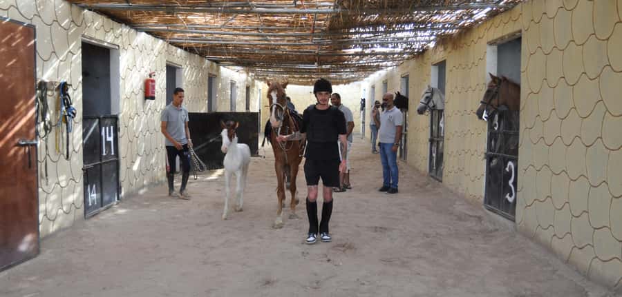 Hurghada: Horse Ride, BBQ Dinner, and Stargazing - Who Will Enjoy This Most?
