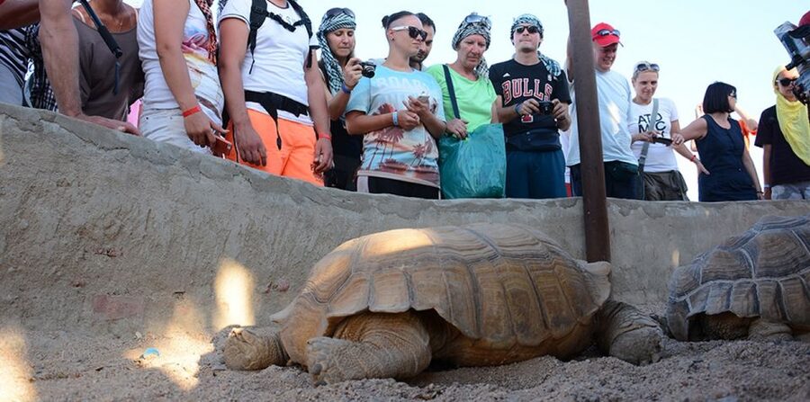 Hurghada: Quad Bike, Camel, Show, Dinner, & Stargazing Trip - How the value works at $16