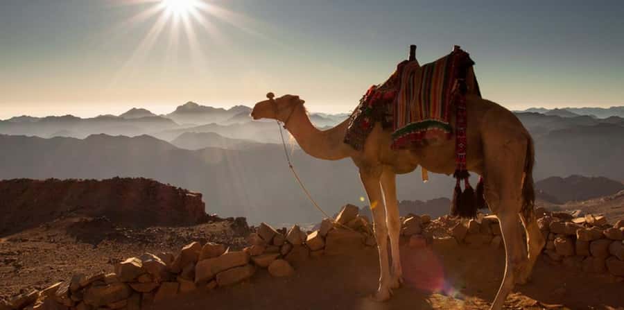 Hurghada: Quad Bike, Sea, Camel, Safari, Stargazing & Dinner - Sunrise, daytime, and combo choices