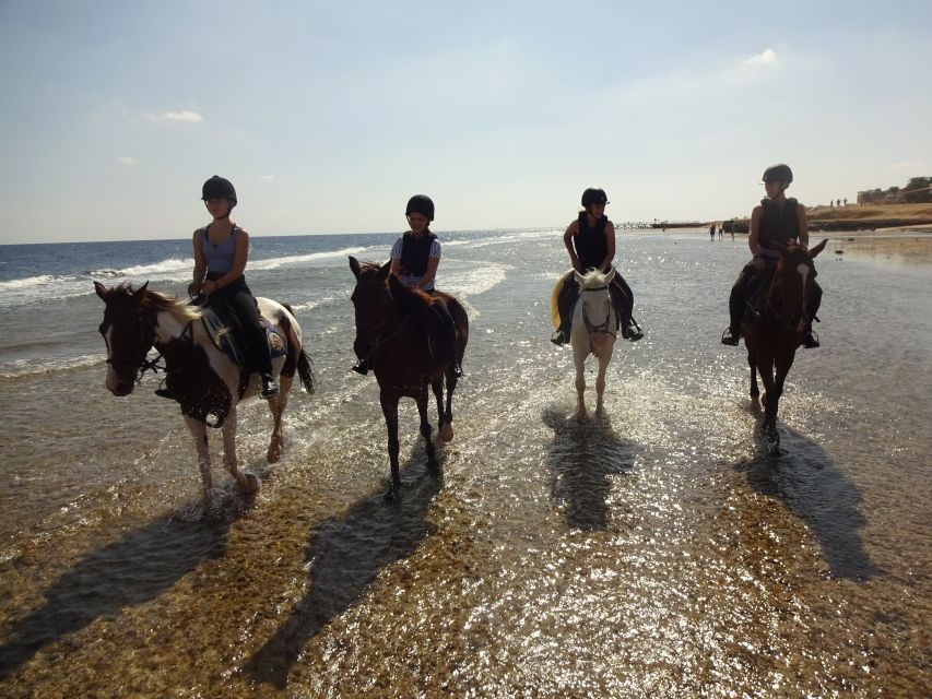 Hurghada: Sea & Desert Horse Tour, Stargazing, Dinner & Show - Who should book this experience?