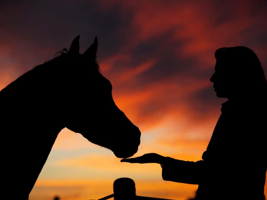 Hurghada: Sea & Desert Horse Tour, Stargazing, Dinner & Show - The two-hour ride through sand and along the coast