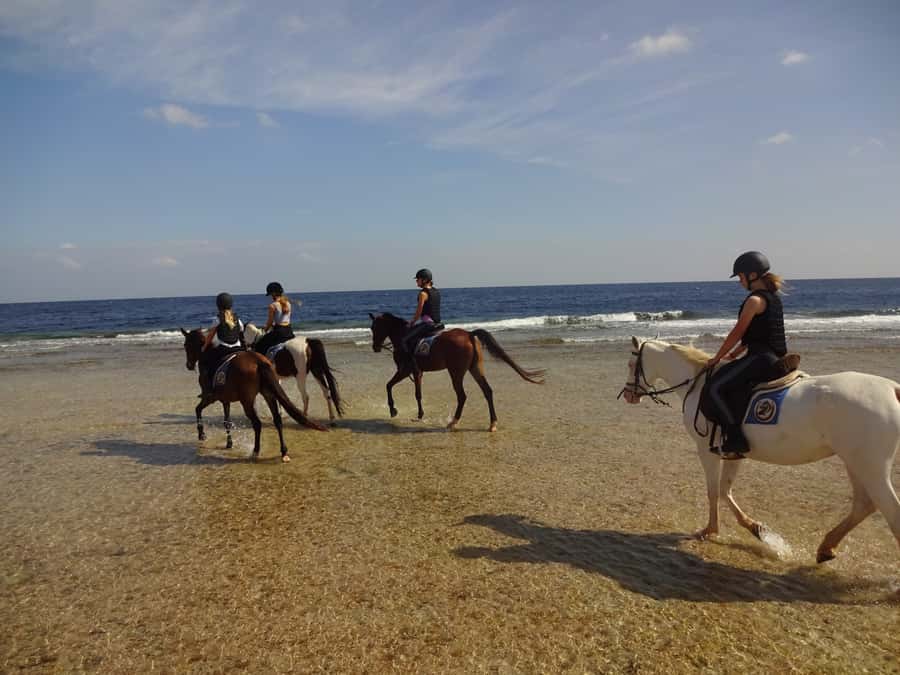 Hurghada: Sea & Desert Horse Tour, Stargazing, Dinner & Show - Choosing between the five programs