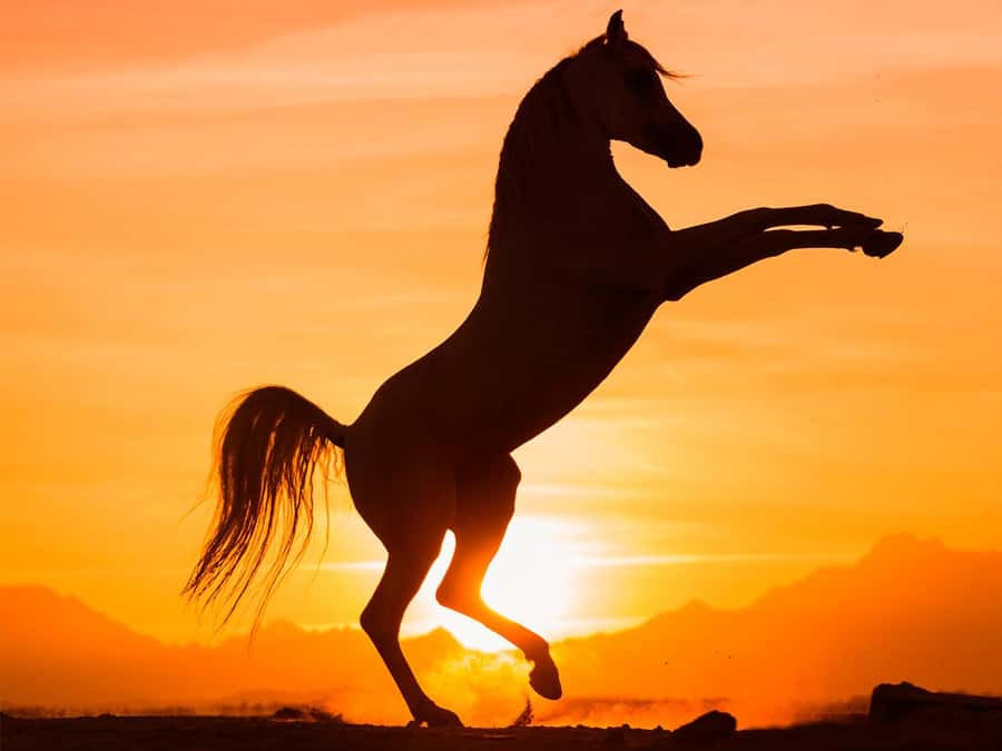 Hurghada: Sunset Sea, Desert Horse W Opt, Dinner, Stargazing - Meeting the horses and finding your pace