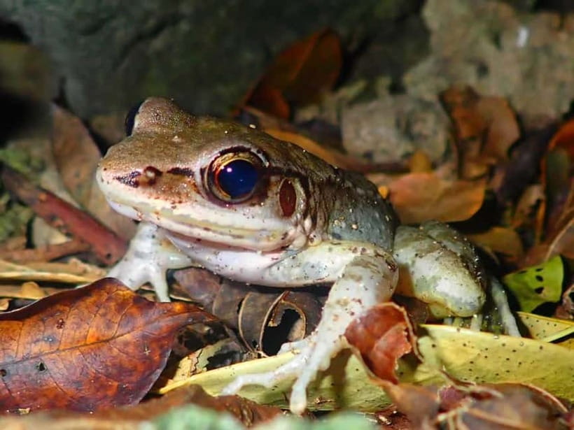 Ishigaki: Jungle Walk and Stargazing Night Tour - Meeting at the Euglena Ferry Terminal