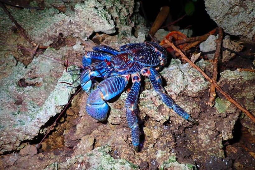 Ishigaki: Jungle Walk and Stargazing Night Tour - Entering the jungle after dark
