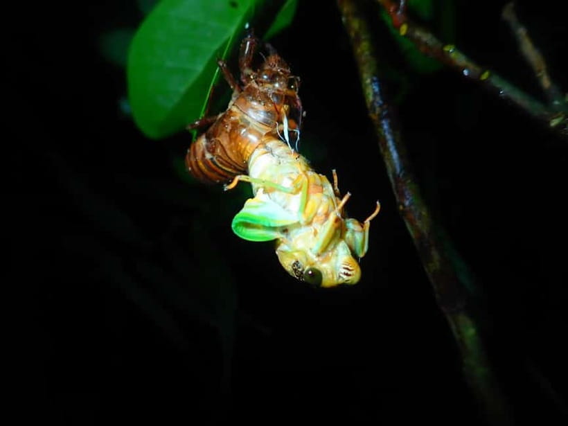 Ishigaki: Jungle Walk and Stargazing Night Tour - What you might see among the trees
