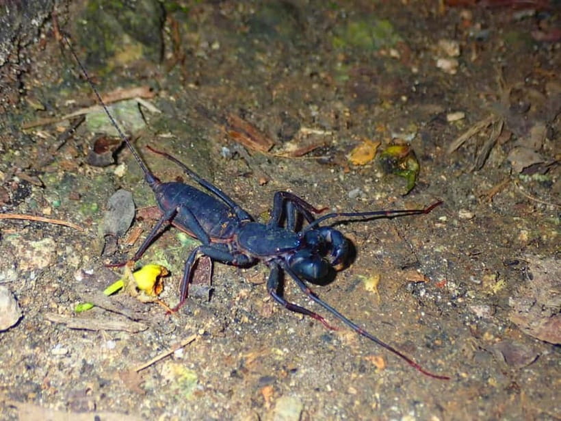 Ishigaki: Jungle Walk and Stargazing Night Tour - A hidden beach and Ishigaki’s night sky