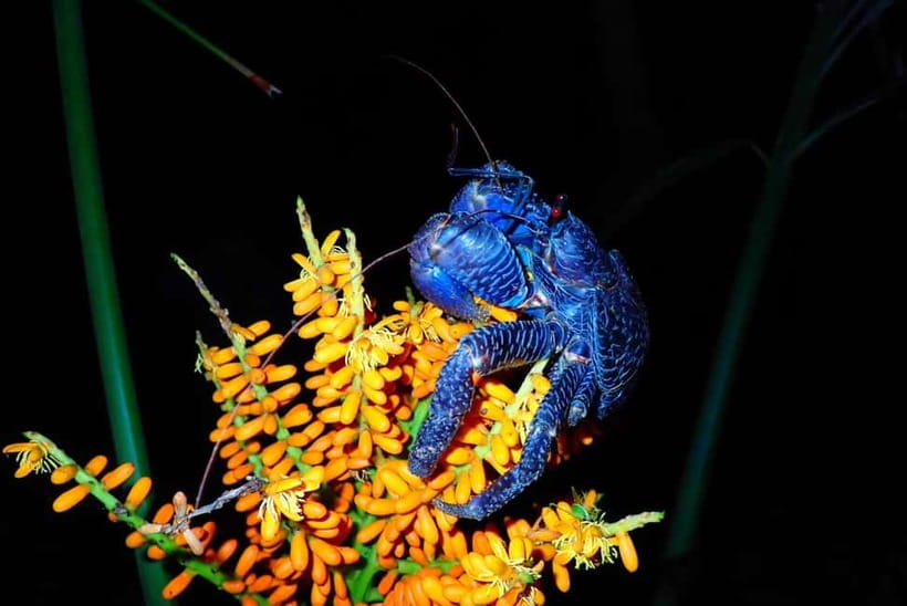 Ishigaki: Jungle Walk and Stargazing Night Tour - Rain, wind, and the right expectations