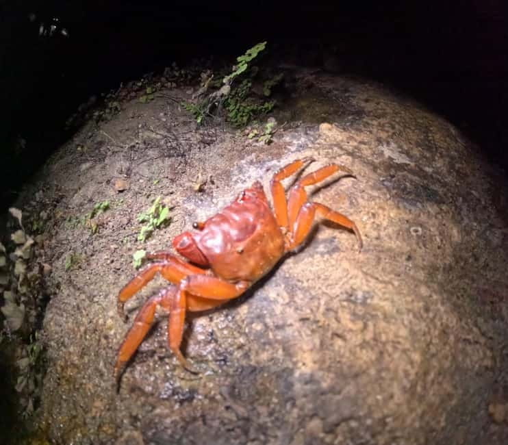 Ishigaki: Jungle Walk and Stargazing Night Tour - How the group size affects the experience