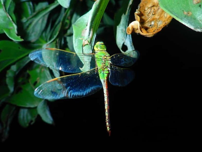Ishigaki: Jungle Walk and Stargazing Night Tour - Who will enjoy this most?