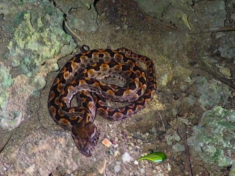 Ishigaki: Jungle Walk and Stargazing Night Tour - A short ride with useful island context
