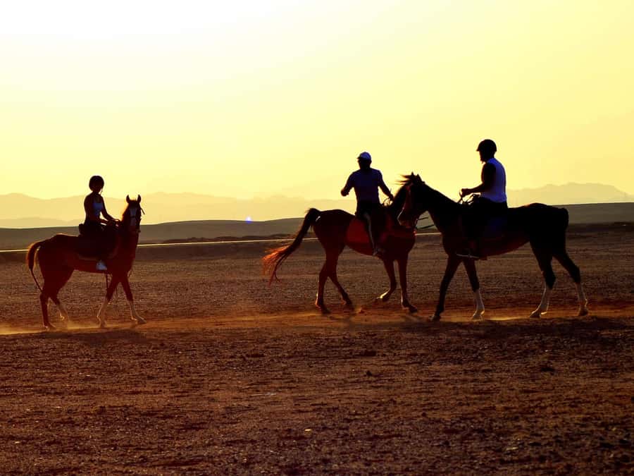 Marsa Alam: Sunset Horseback with Dinner, Show & Stargazing - Two hours through desert and along the coast
