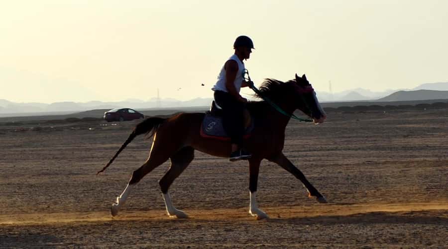 Marsa Alam: Sunset Horseback with Dinner, Show & Stargazing - Dinner, folkloric entertainment, and desert stars