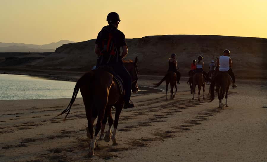 Marsa Alam: Sunset Horseback with Dinner, Show & Stargazing - Pickup times, transfers, and the stable location