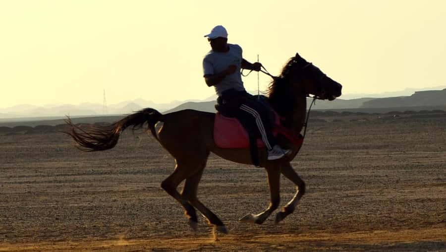 Marsa Alam: Sunset Horseback with Dinner, Show & Stargazing - What the praise tells you about the experience