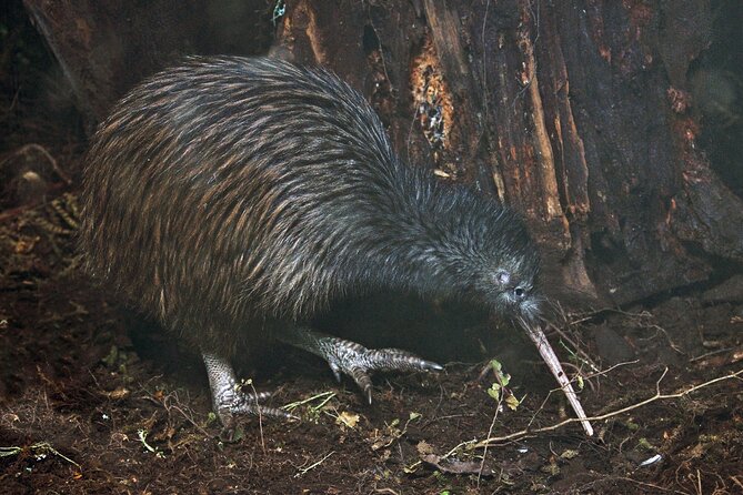 Nocturnal Wonders Tawharanui Kiwi Spotting and Stargazing Tour - What makes this night tour worth your time