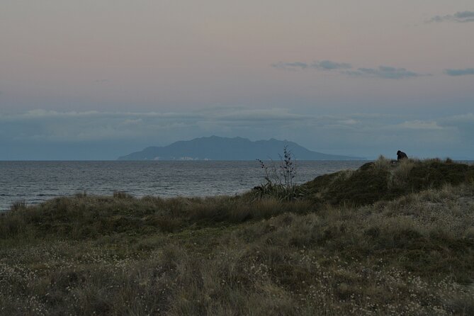 Nocturnal Wonders Tawharanui Kiwi Spotting and Stargazing Tour - Practical ways to get more from the evening