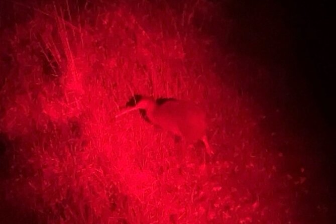 Nocturnal Wonders Tawharanui Kiwi Spotting and Stargazing Tour - Cancellation and weather rules