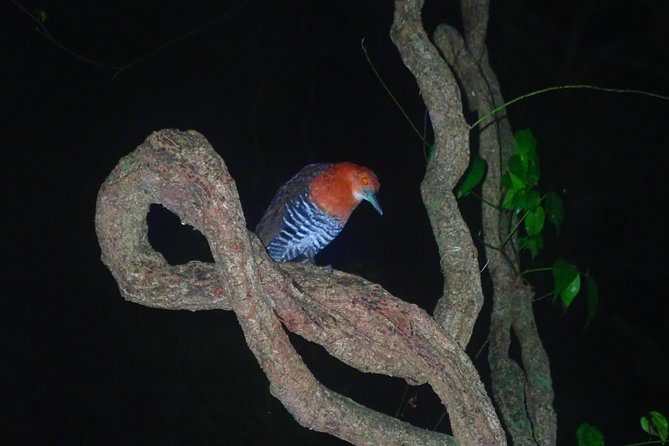 Okinawa Miyako Star Gazing & Subtropical Jungle Night Tour - Searching for coconut crabs in the subtropical jungle