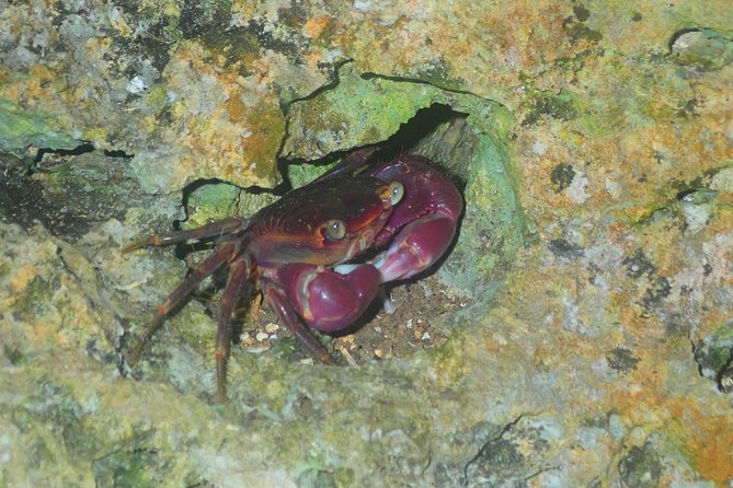 Okinawa Miyako Star Gazing & Subtropical Jungle Night Tour - Timing, seasons, and the 90-minute format