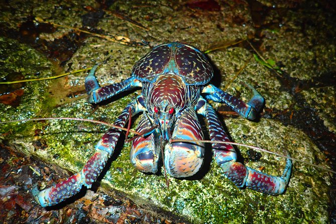 Okinawa Miyako Star Gazing & Subtropical Jungle Night Tour - Language, group size, and the feel of the outing