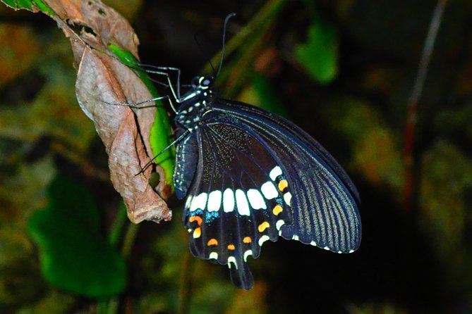 Okinawa Miyako Star Gazing & Subtropical Jungle Night Tour - What to bring and how to prepare