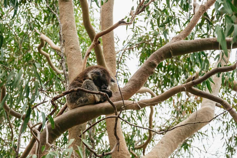 Perth: Pinnacles Desert Sunset & Stargazing with Dinner - Dinner in Cervantes, with a taste of the coast