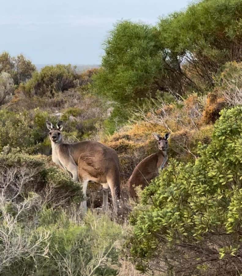 Perth: Pinnacles Stargazing, Sandboarding & Beach Kangaroos - Who will enjoy this Western Australia day trip?