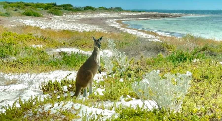 Perth: Pinnacles Stargazing, Sandboarding & Beach Kangaroos - Coastal views and a flexible wildlife stop