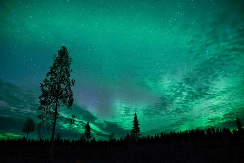 Rovaniemi: Horse Sleigh Ride under the Night Sky - A quiet night in Apukka’s snowy forest