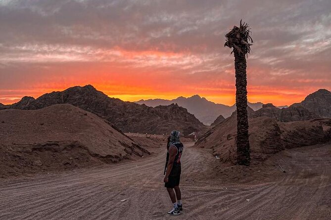 Safari 5 in 1 Quads, Camels, Show, Dinner & Star Gazing in Sharm El Sheikh - The camel park and Bedouin tea stop