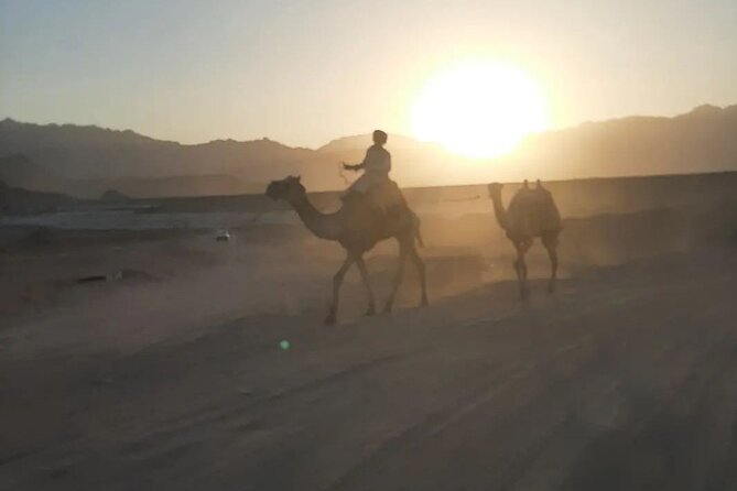 Safari 5 in 1 Quads Camels Star Gazing in Sharm El Sheikh - What to bring and what to expect