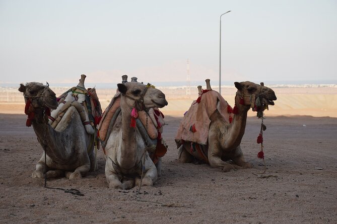 Safari Quad Bike Adventure, Camel, Show, Dinner & Stargazing - Transport, timing, and group size