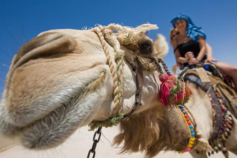 Sharm El-Sheikh: Camel Riding, Stargazing, BBQ Dinner & Show - Key points to know before you book
