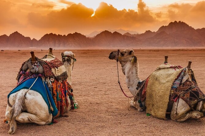Star Gazing Safari Tour by ATV Quad and Dinner in Sharm El Sheikh - Bedouin tea and the village stop